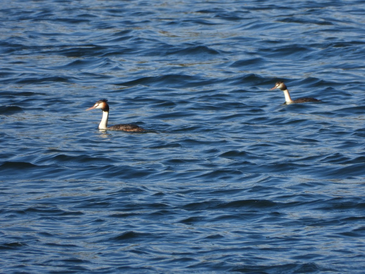 potápka roháč - ML646470848