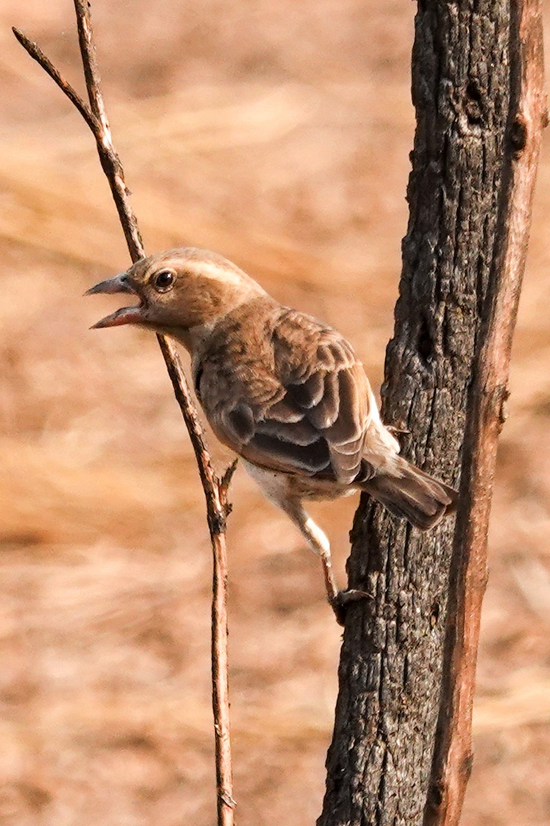 Sahel Bush Sparrow - ML646470850