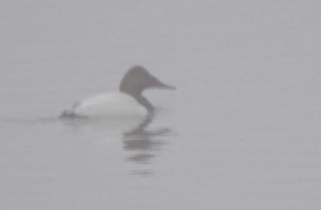 Canvasback - ML646470851