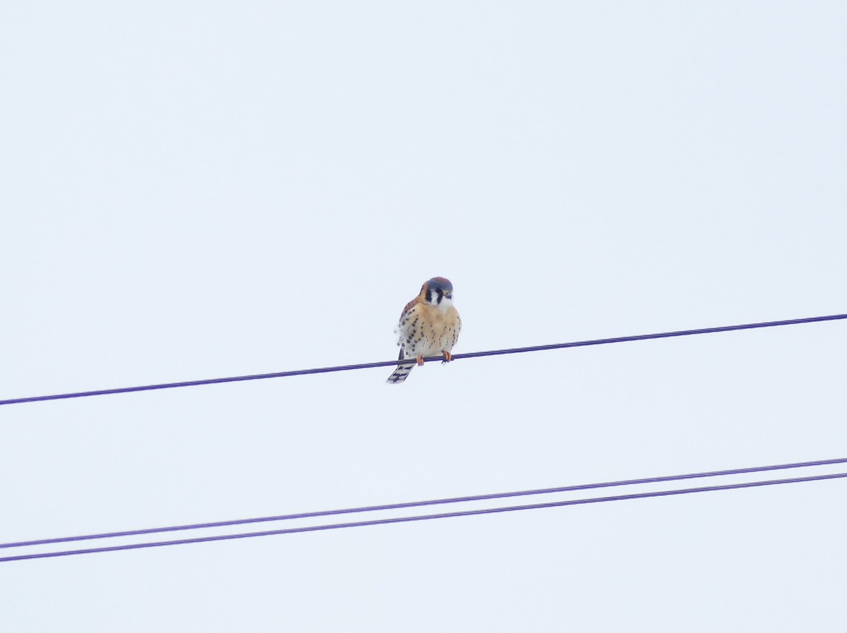 American Kestrel - ML646470852