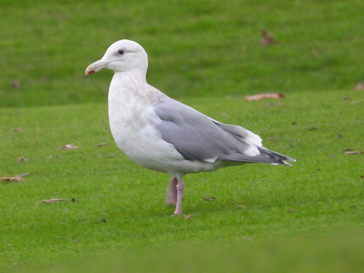 Glaucous-winged Gull - ML646470855