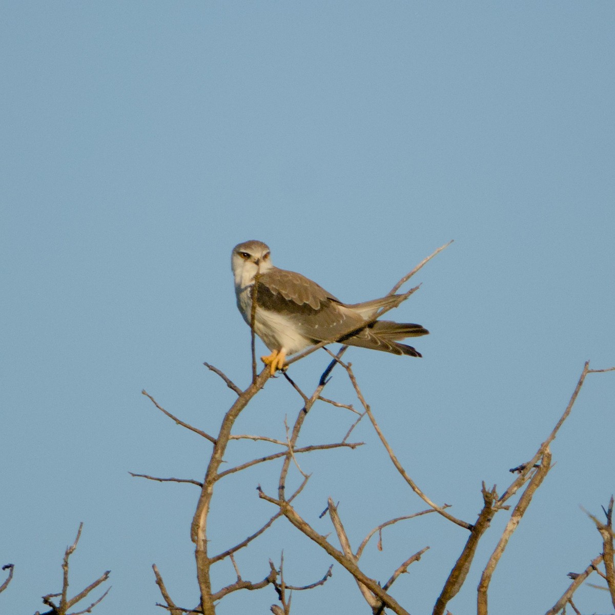 Black-winged Kite - ML646470857