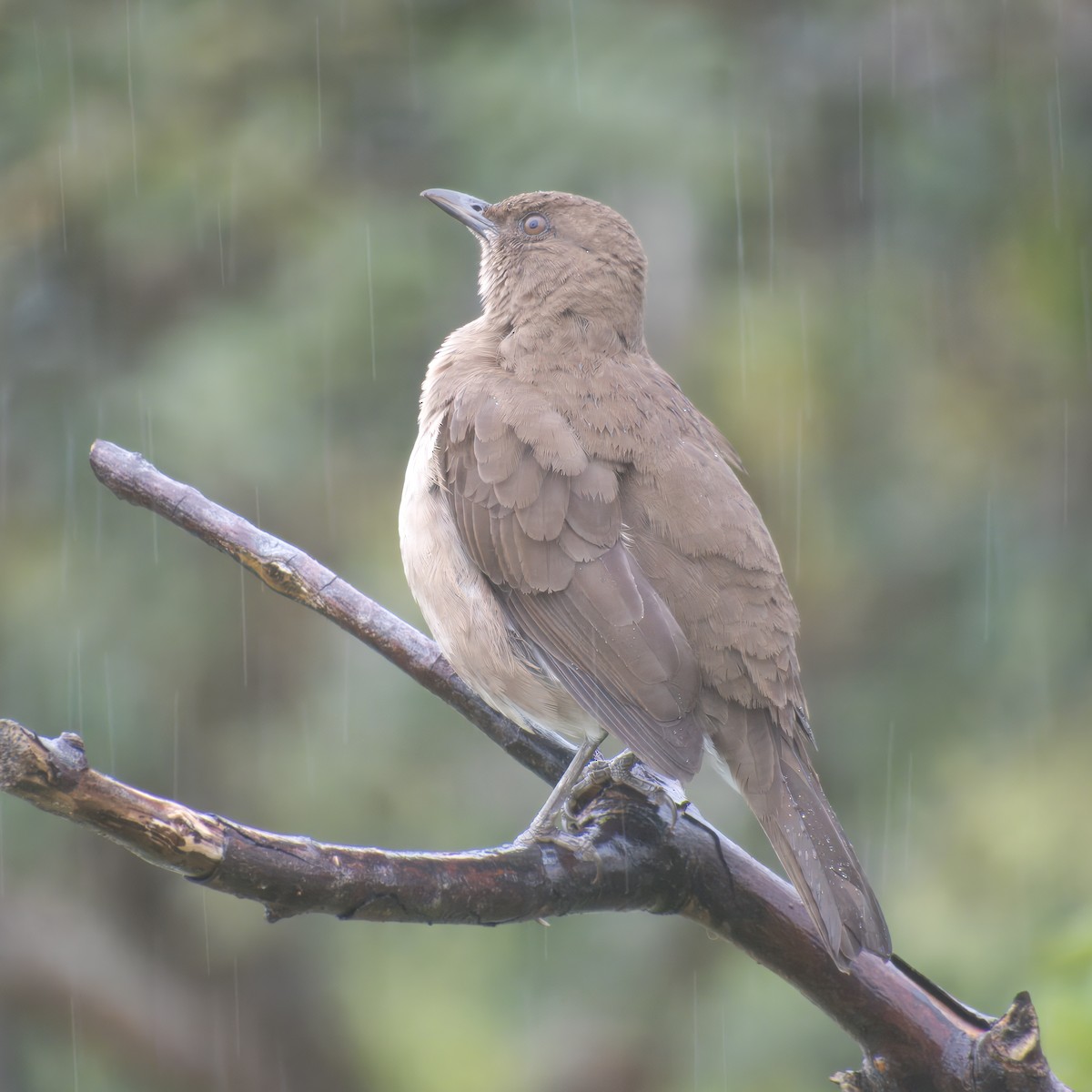 Black-billed Thrush - ML646470860