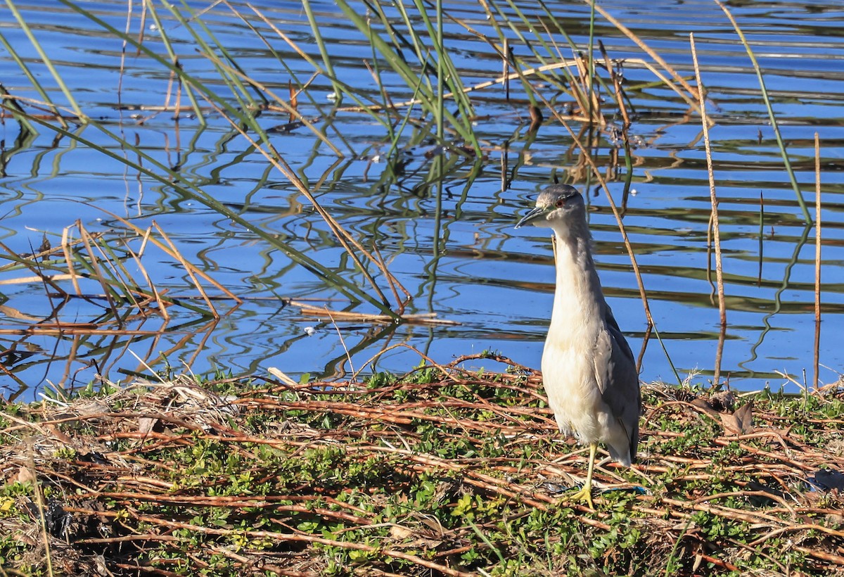 Black-crowned Night Heron - ML646470864