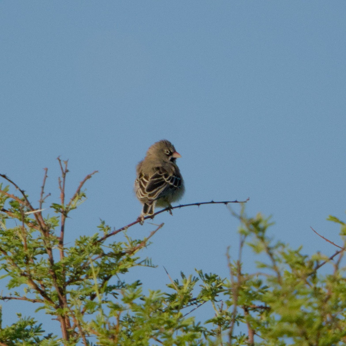 Scaly Weaver - ML646470866