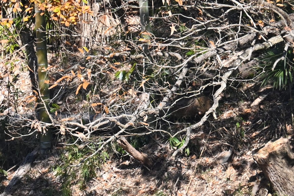 Ural Owl - ML646470868