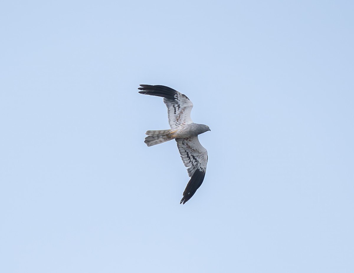 Montagu's Harrier - ML646470869