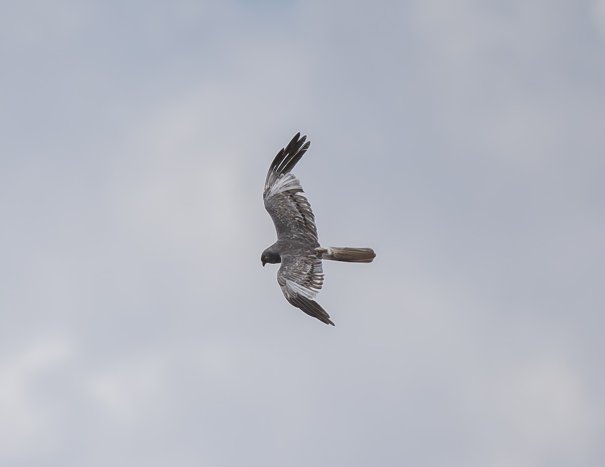Montagu's Harrier - ML646470870
