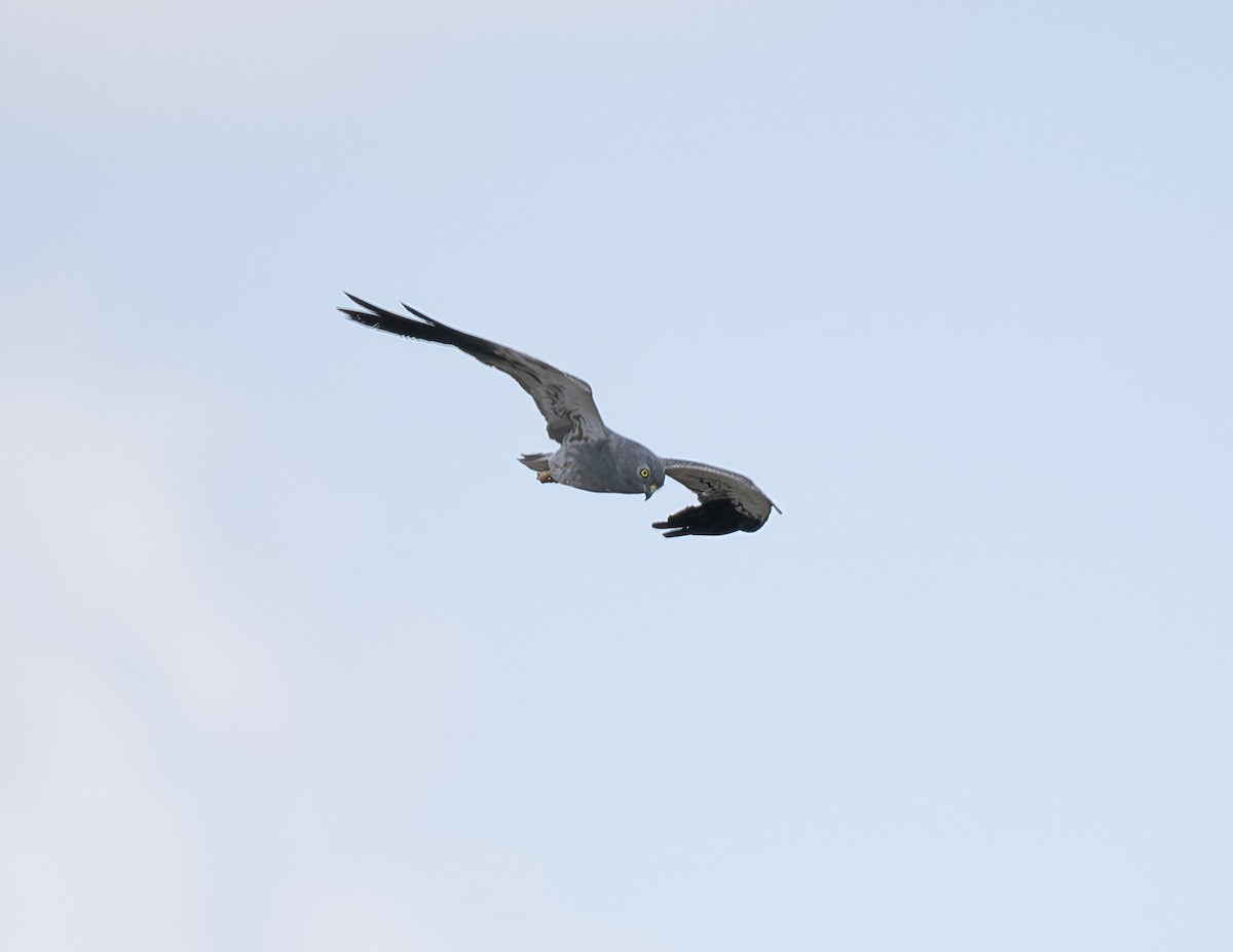Montagu's Harrier - ML646470871