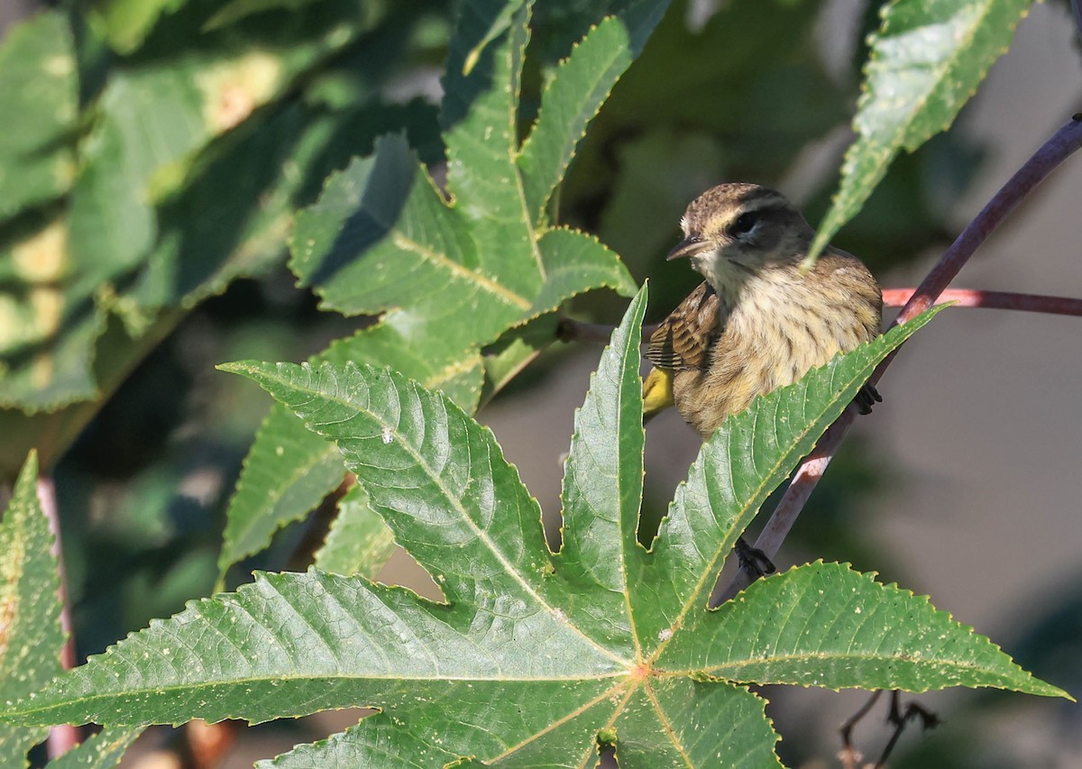 Palm Warbler - ML646470872