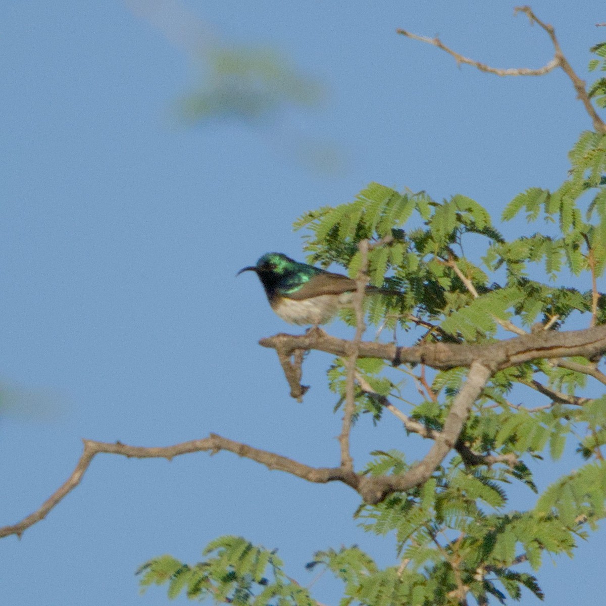 White-bellied Sunbird - ML646470874