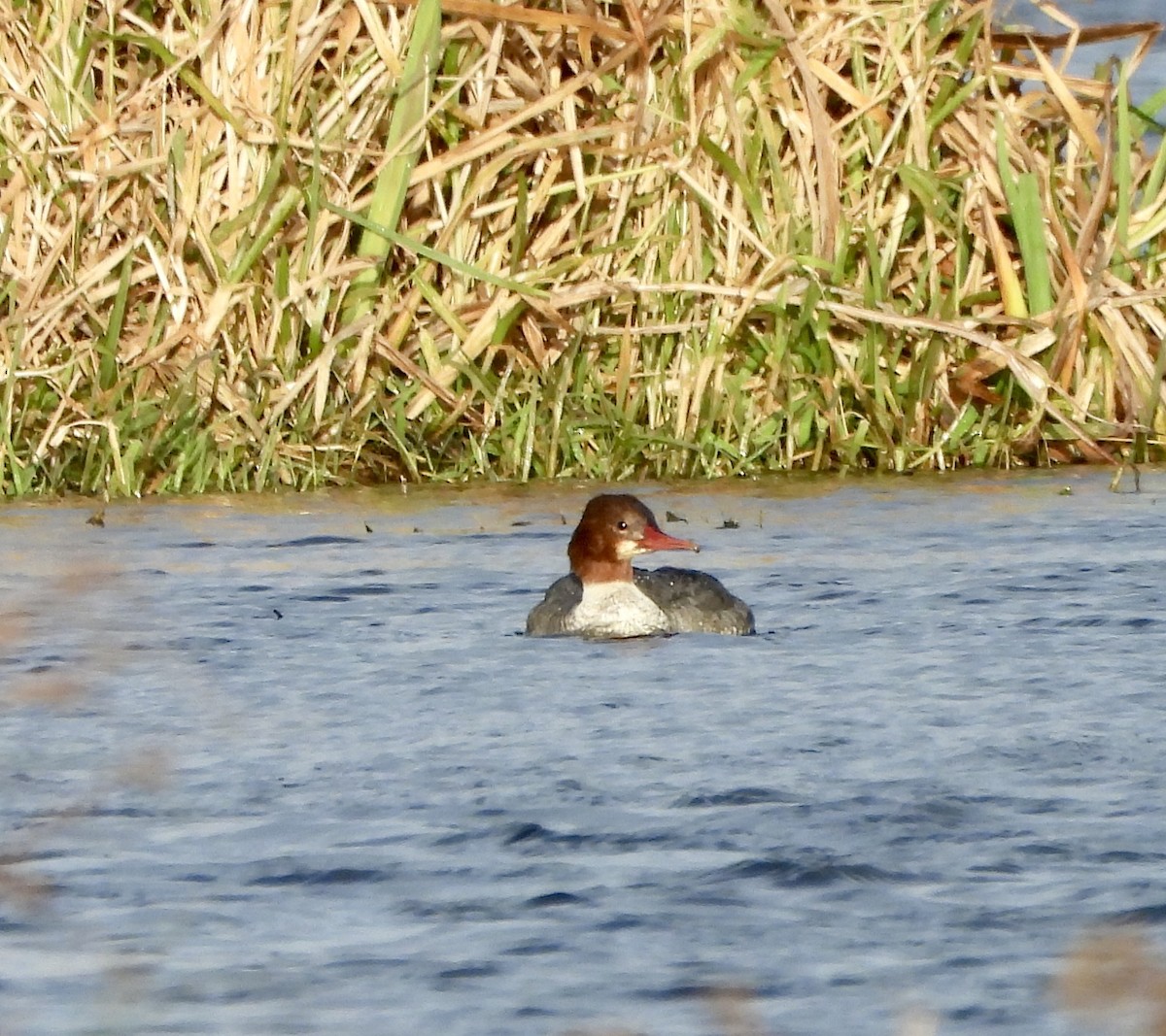 Common Merganser - ML646470875