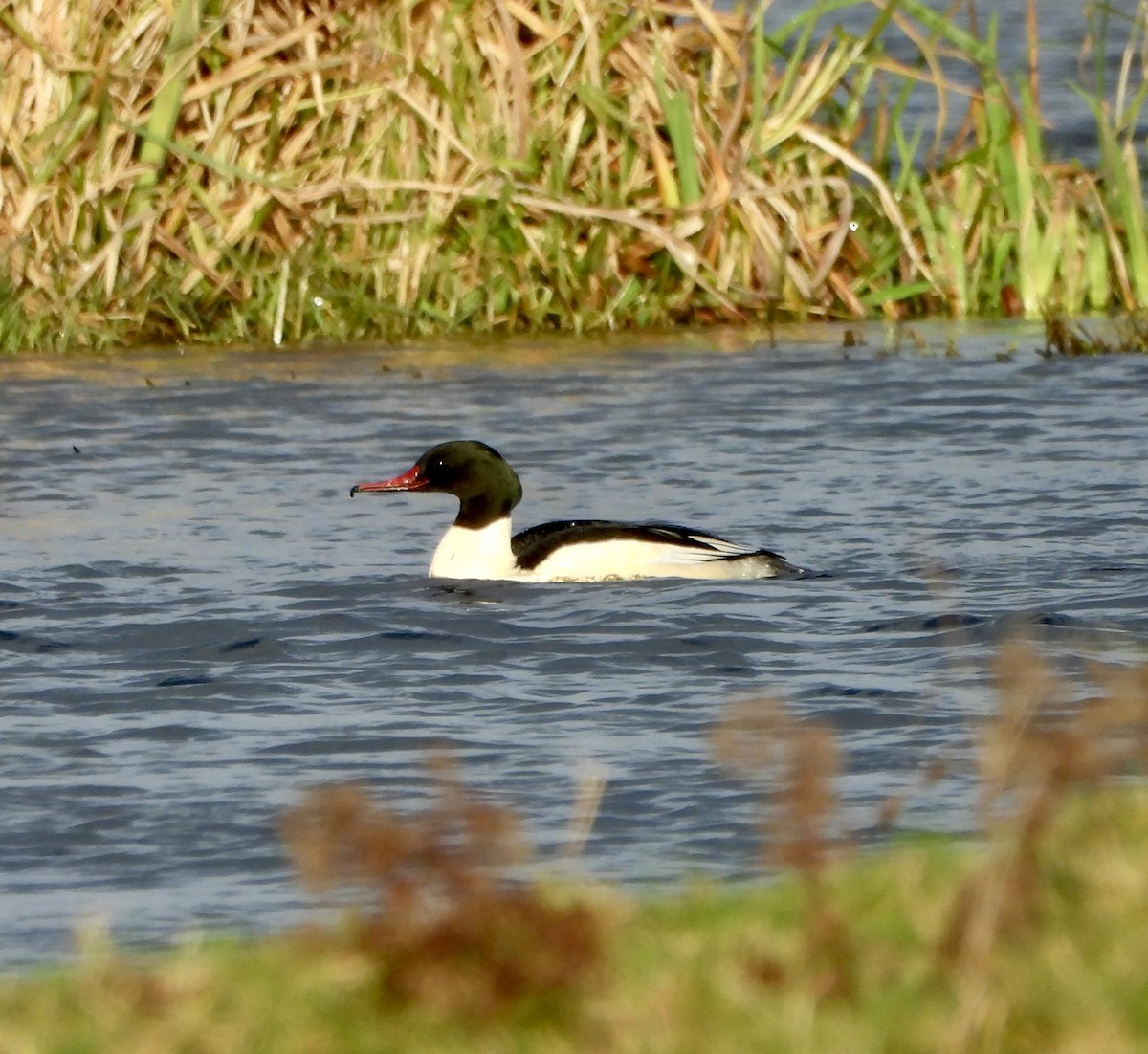 Common Merganser - ML646470876