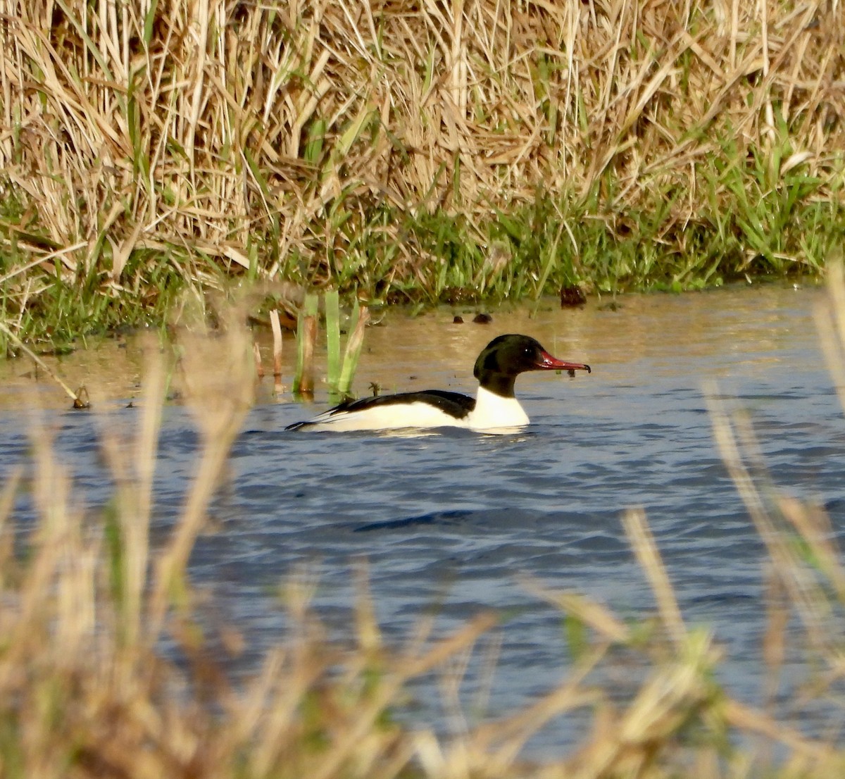 Common Merganser - ML646470877