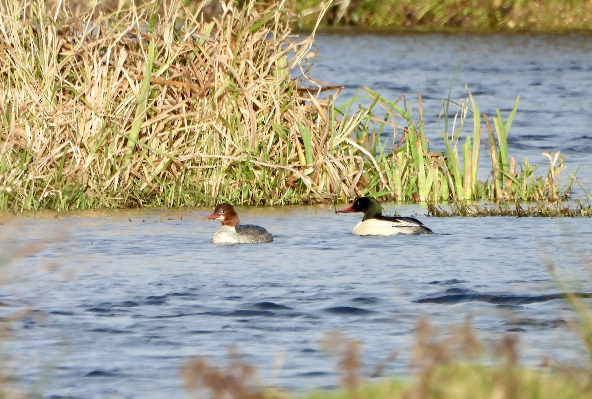 Common Merganser - ML646470878