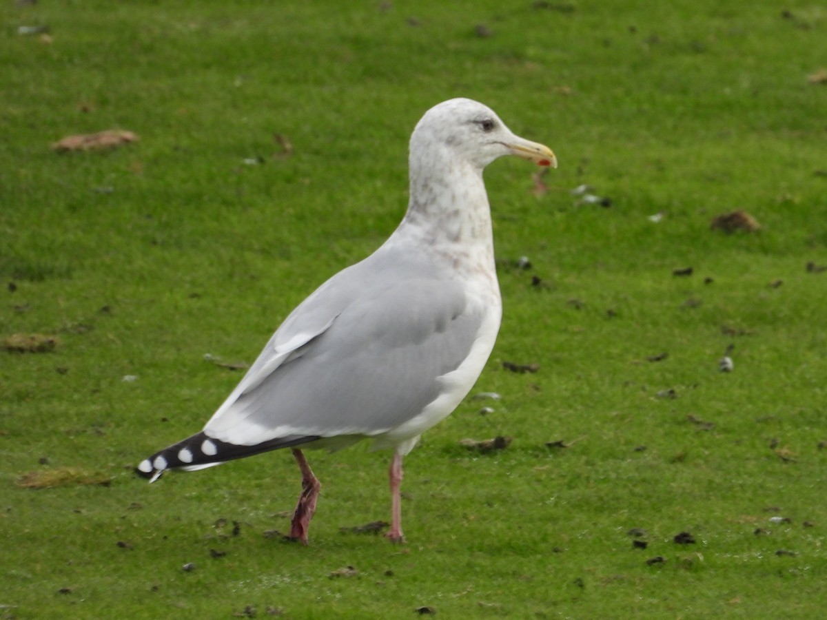 American Herring x Glaucous-winged Gull (hybrid) - ML646470879