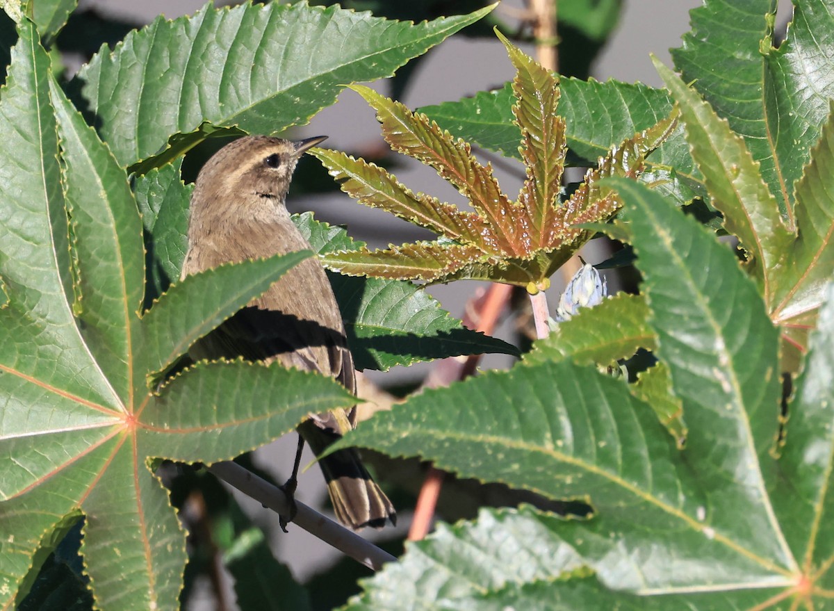 Palm Warbler - ML646470880