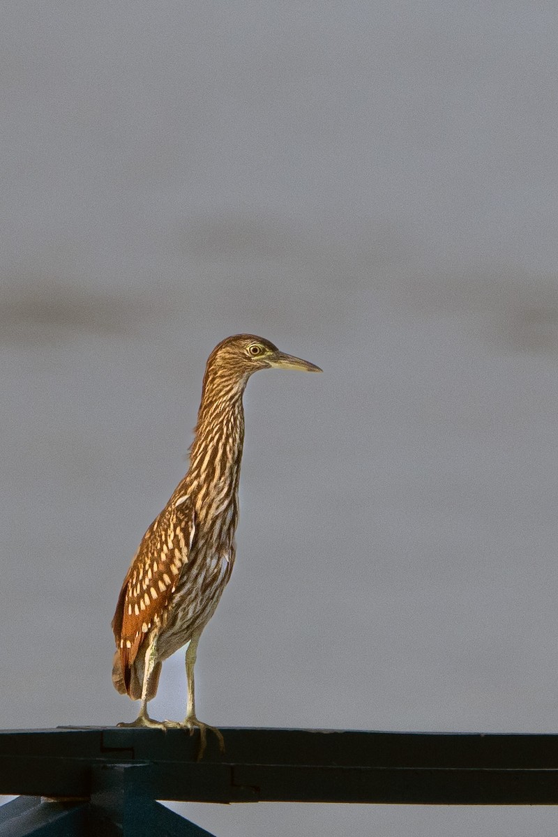 Nankeen Night Heron - ML646470882