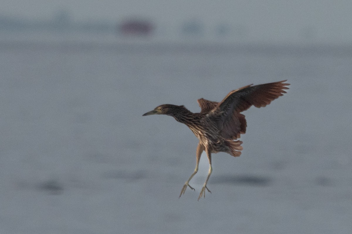 Nankeen Night Heron - ML646470883