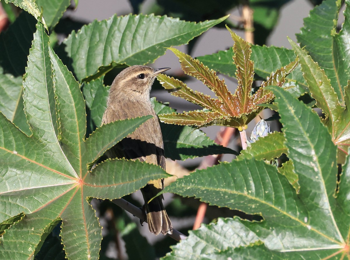 Palm Warbler - ML646470884