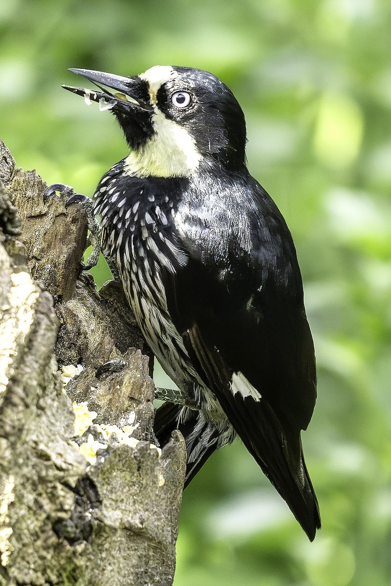 Acorn Woodpecker - ML646470885