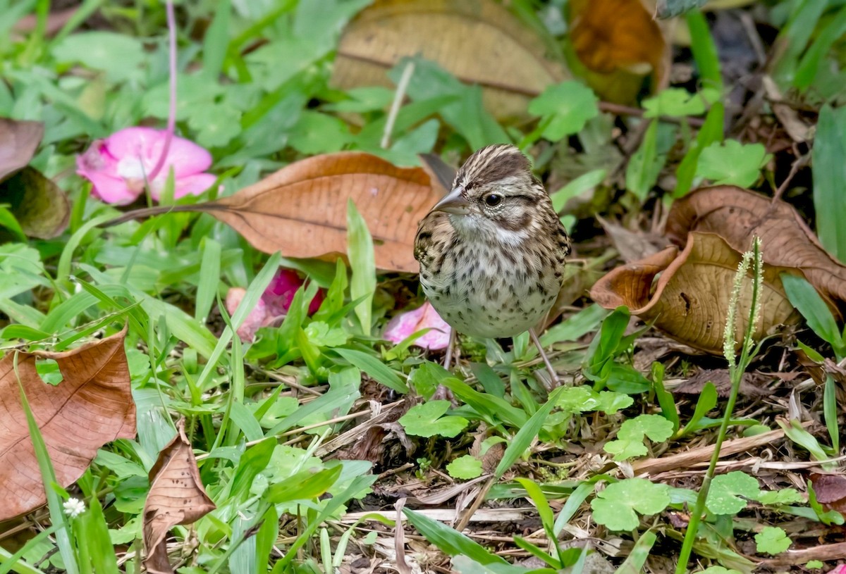 Rufous-collared Sparrow - ML646470887