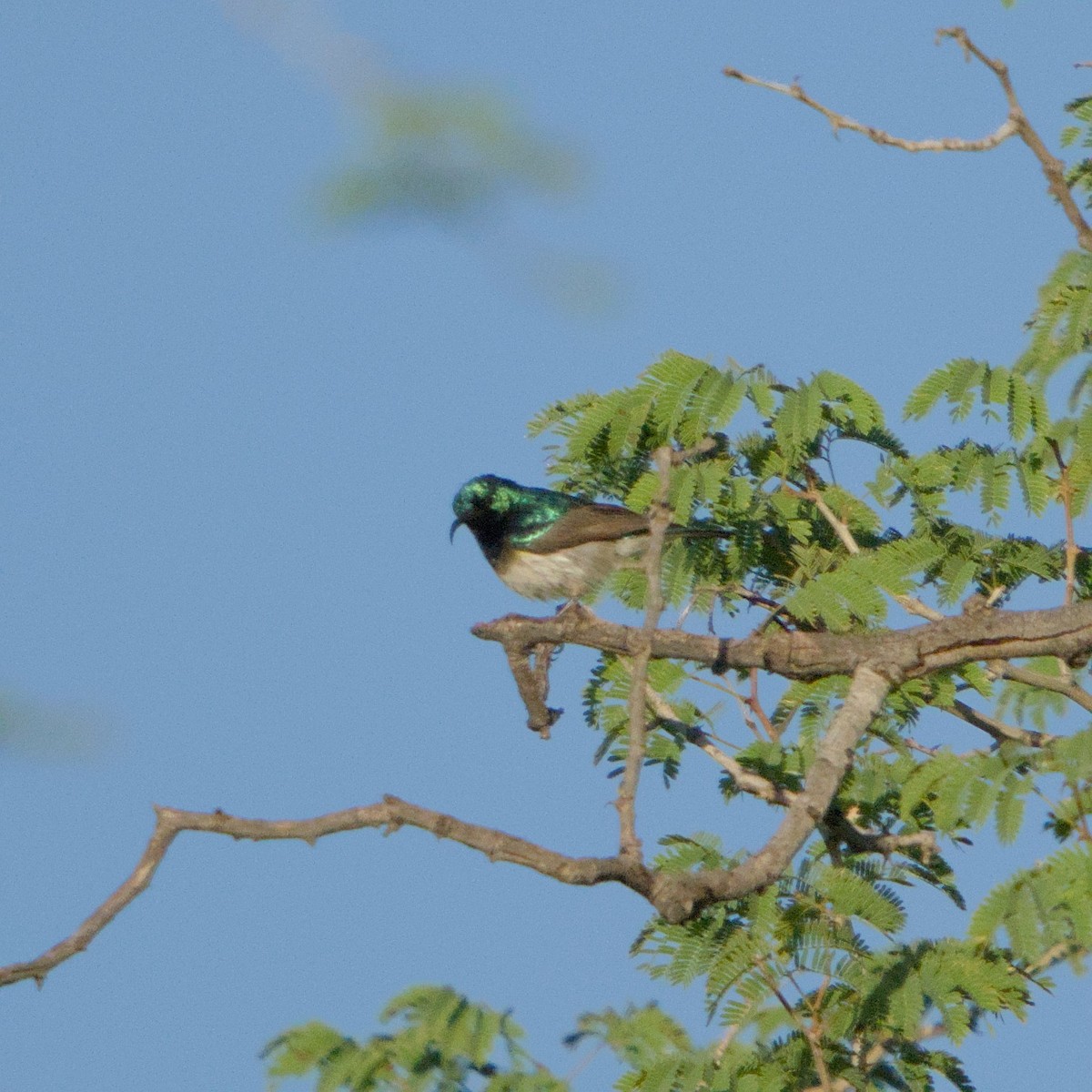 White-bellied Sunbird - ML646470889