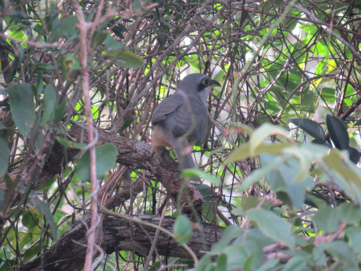 mangrovegjøk - ML646470891