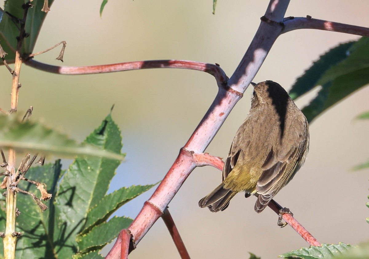 Palm Warbler - ML646470892