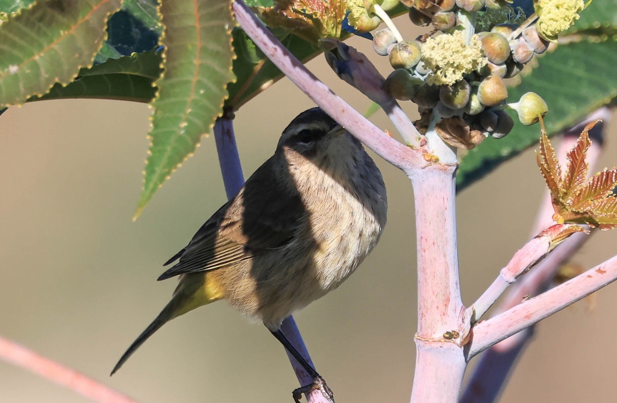 Palm Warbler - ML646470894