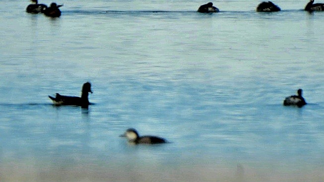 Американская синьга - ML646470895