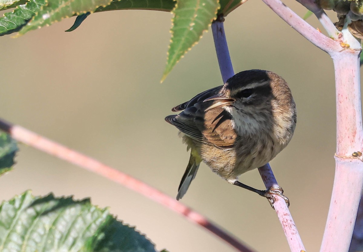 Palm Warbler - ML646470896
