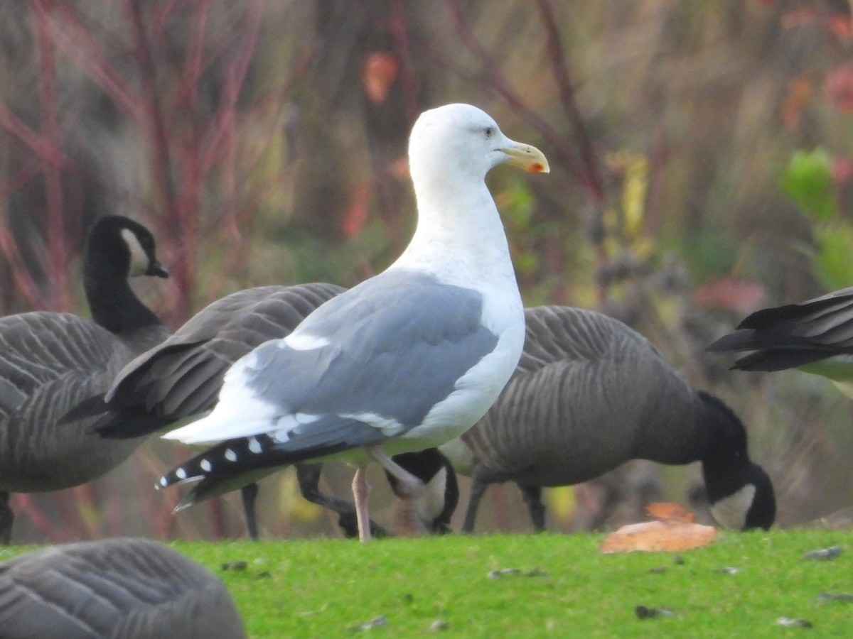 Western Gull - ML646470897