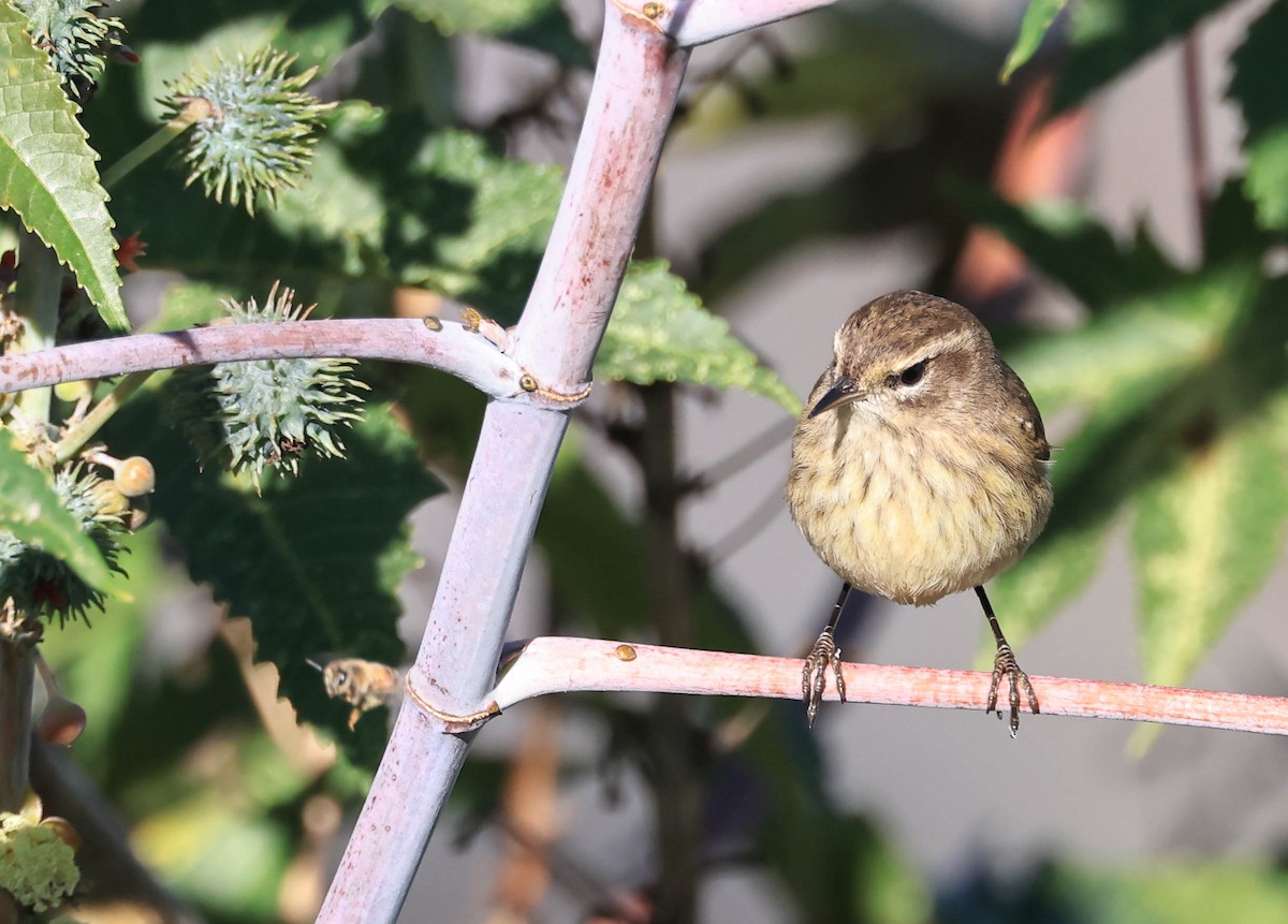 Palm Warbler - ML646470898