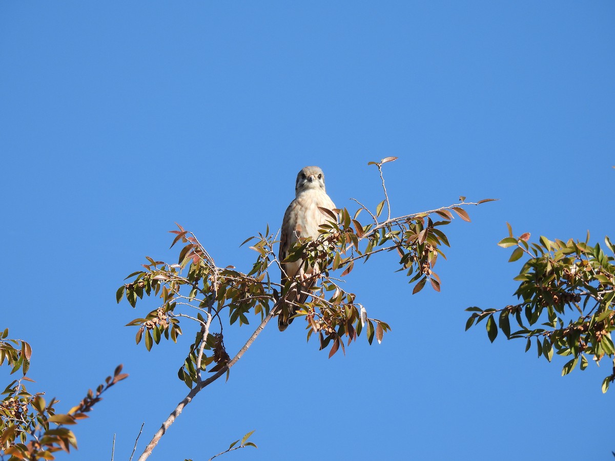 American Kestrel - ML646470899