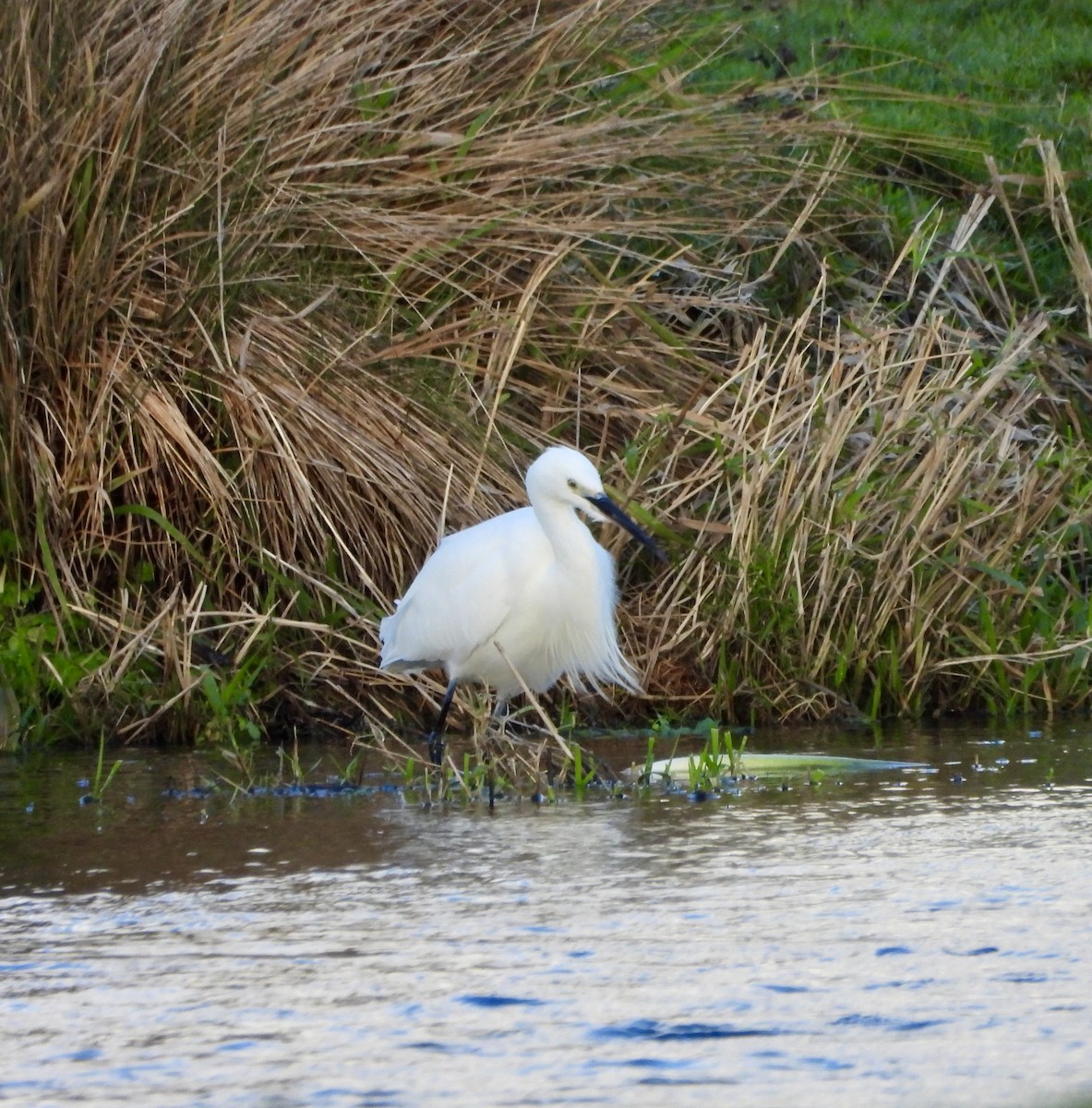 Little Egret - ML646470900