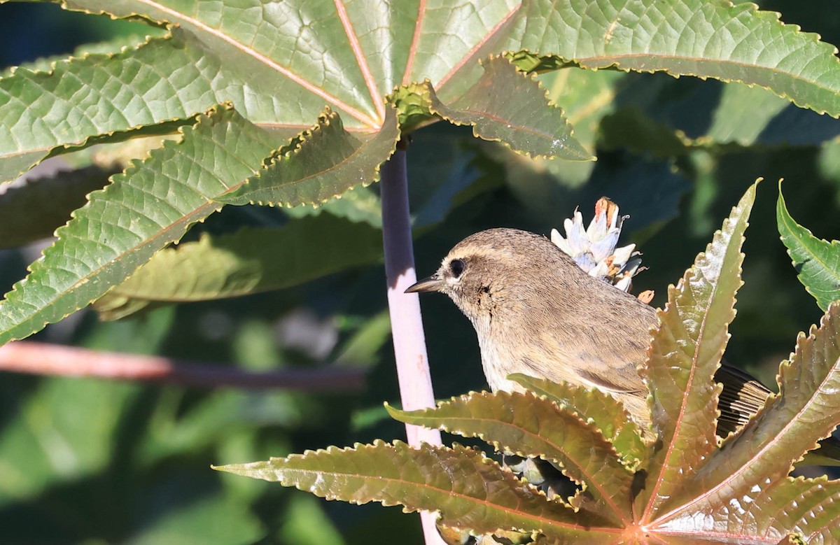 Palm Warbler - ML646470901