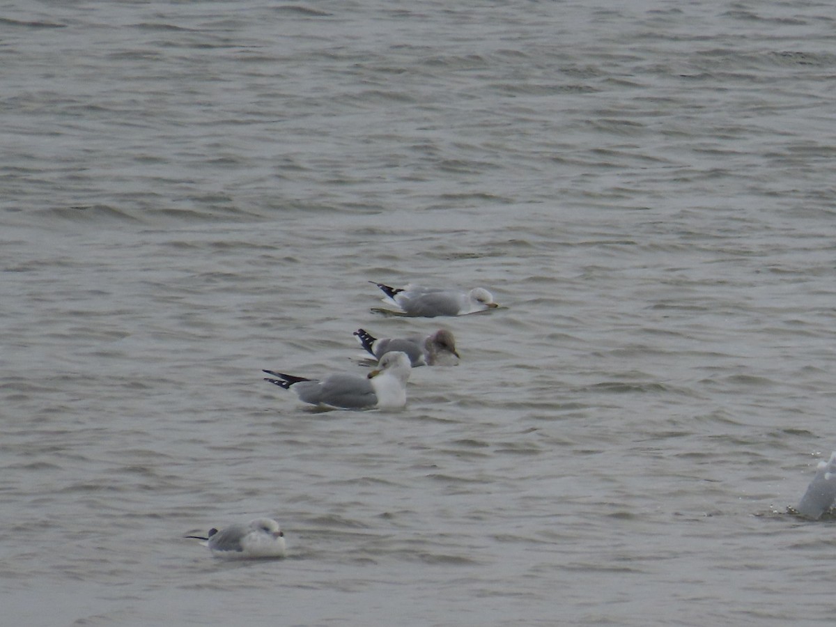 Short-billed Gull - ML646470902