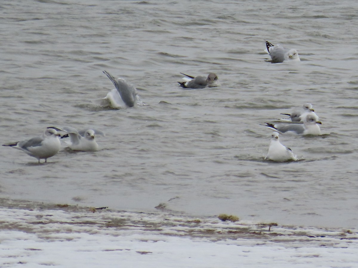 Short-billed Gull - ML646470903