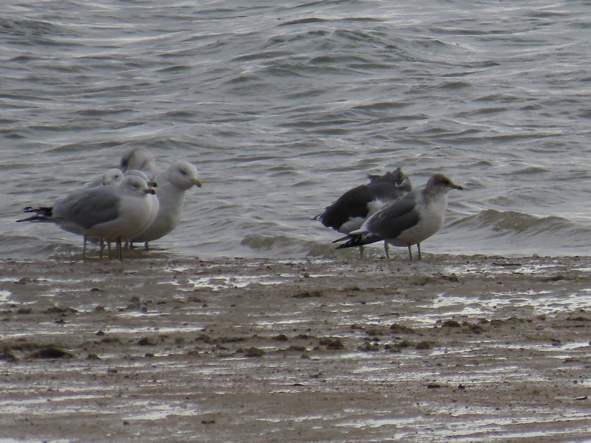 Short-billed Gull - ML646470904