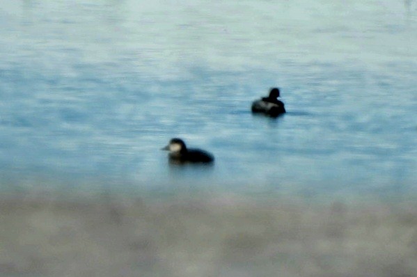 Американская синьга - ML646470905