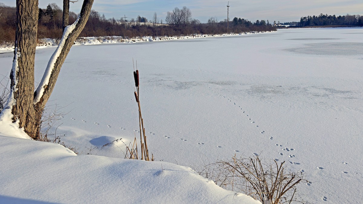 בעלי חיים - ML646470906