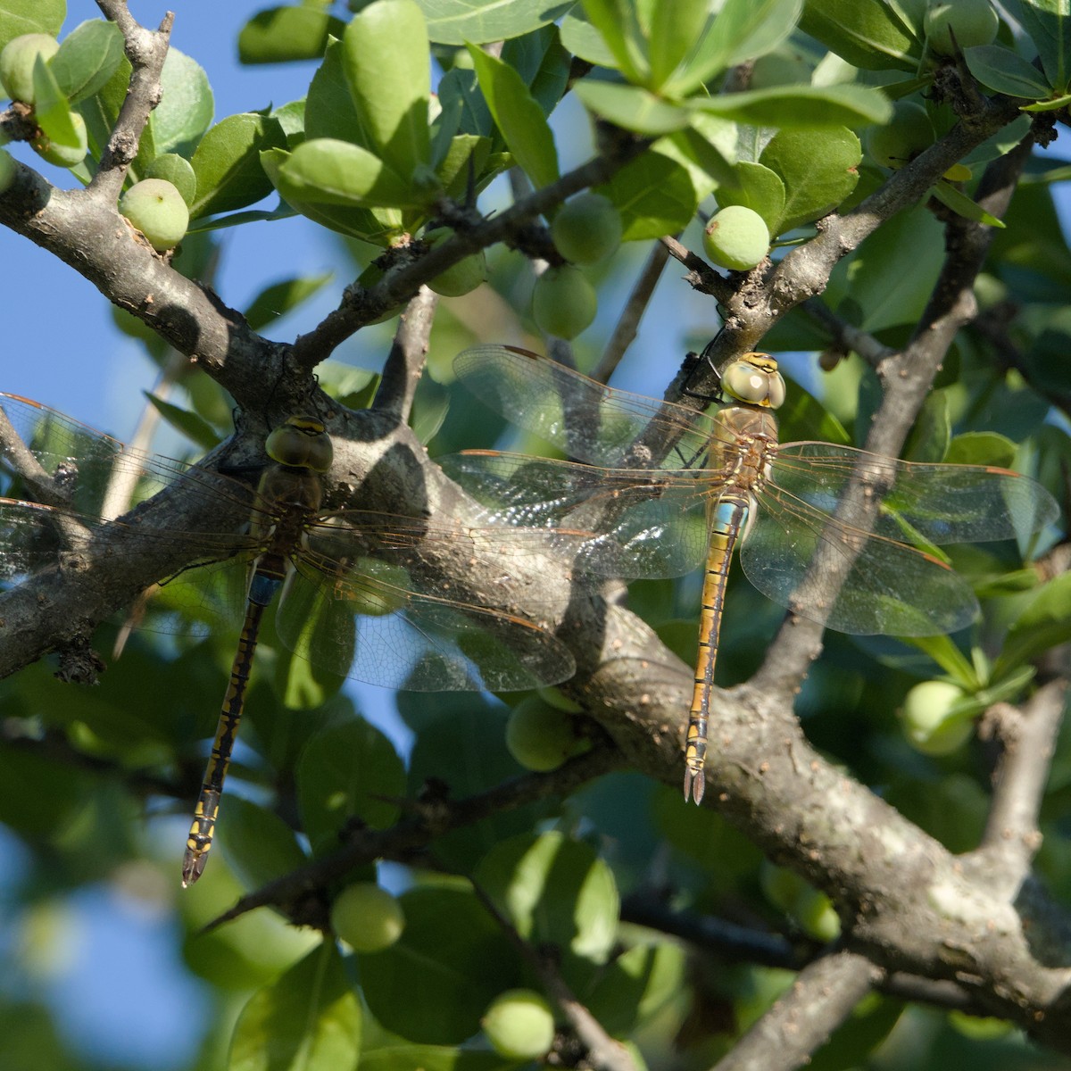 Vagrant Emperor - ML646470907