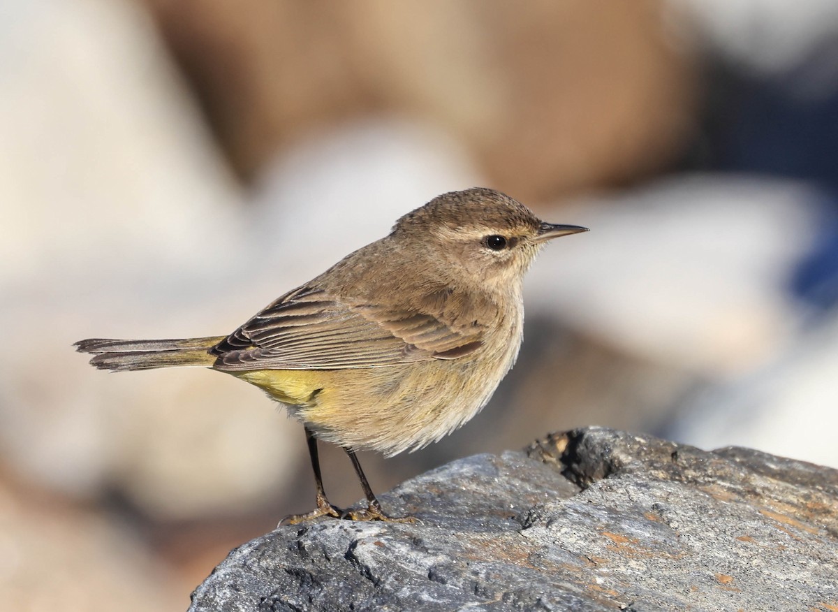 Palm Warbler - ML646470908