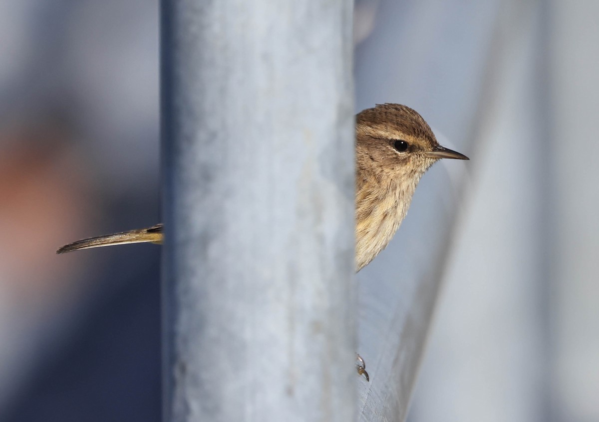 Palm Warbler - ML646470909