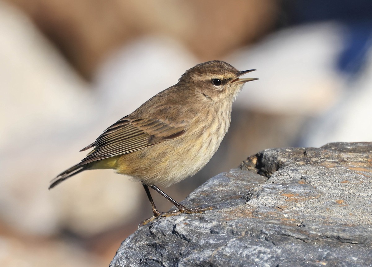 Palm Warbler - ML646470911