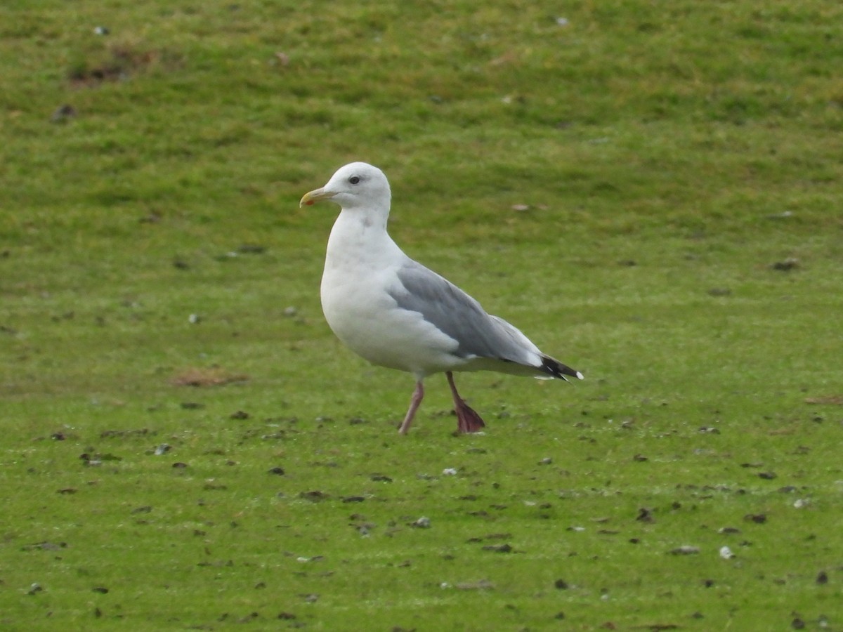 Iceland Gull (Thayer's) - ML646470917