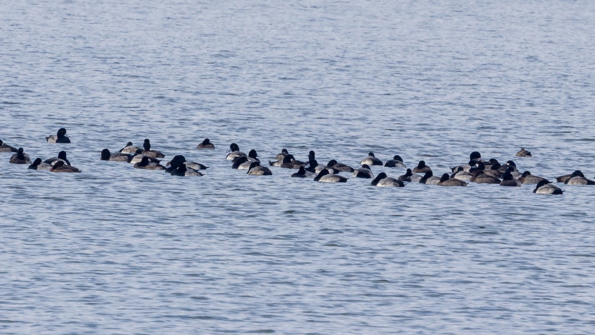 斑背潛鴨 - ML646470918