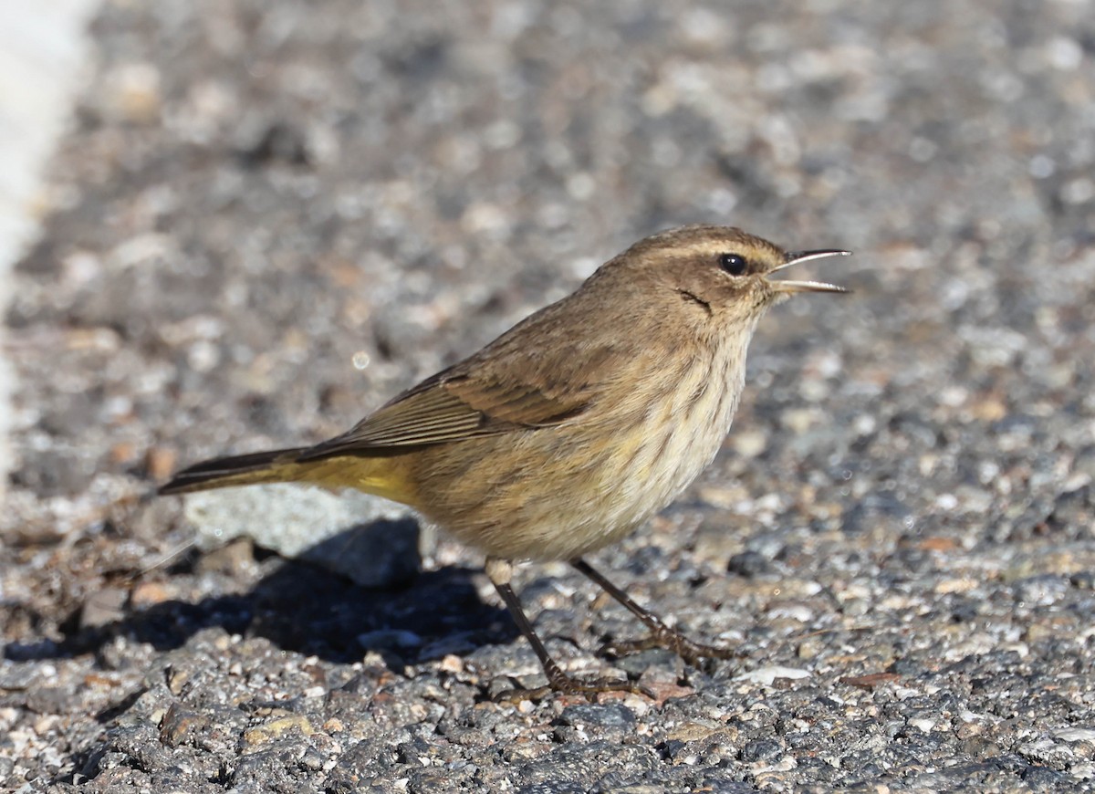 Palm Warbler - ML646470919