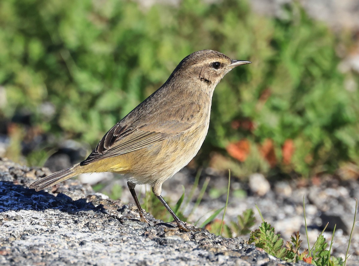 Palm Warbler - ML646470920